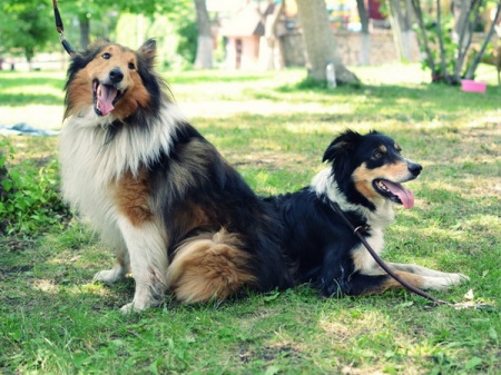 ����������������� ������� ���������� ���: �������� �����