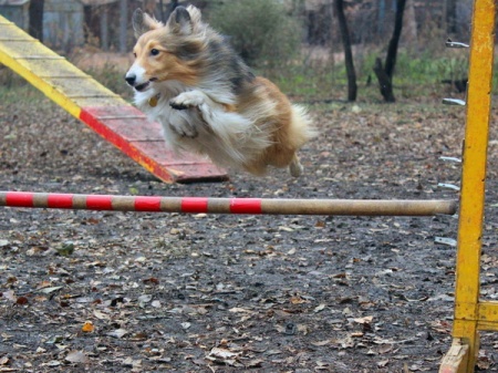 ����� ��������� ������� �� ��������