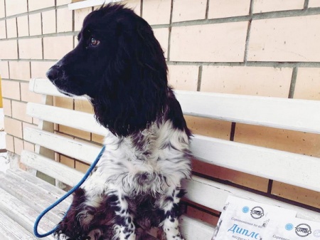 ��������� ������������ �� ��������